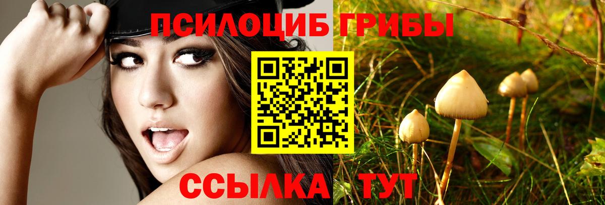Псилоцибиновые грибы Psilocybe  Вход с VPN  Свободный 